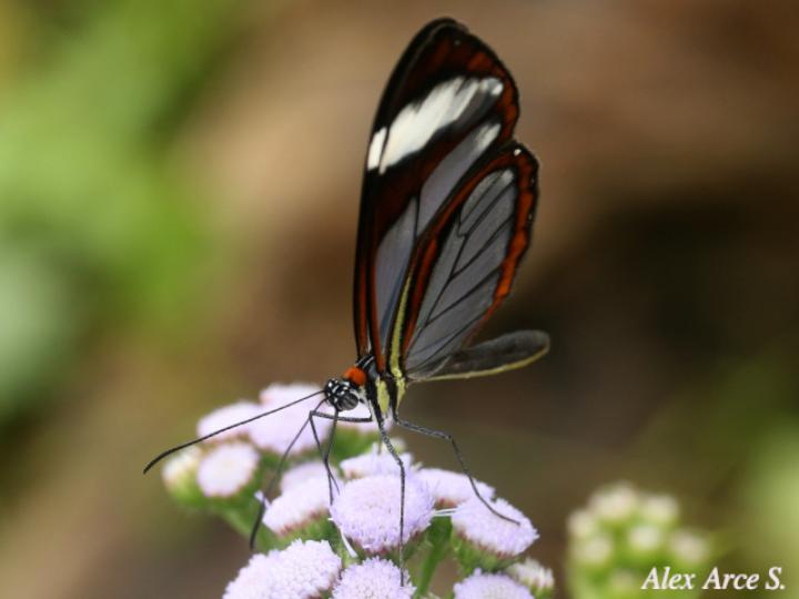 Ithomia patilla (Mariposa vitral)