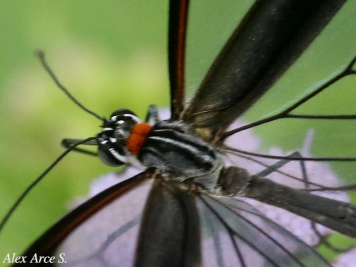 Ithomia patilla (Mariposa vitral)