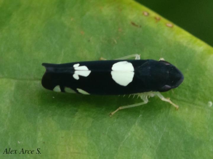 Juliaca satelles