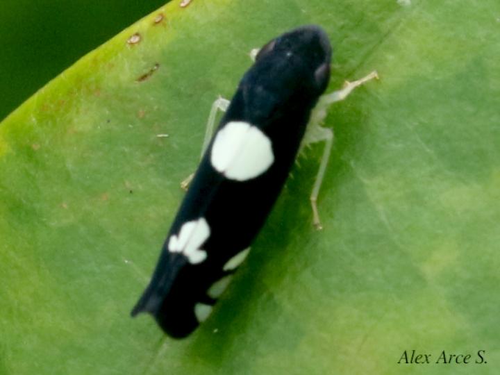 Juliaca satelles
