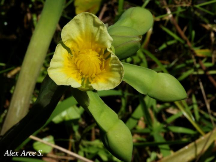 Limnocharis flava