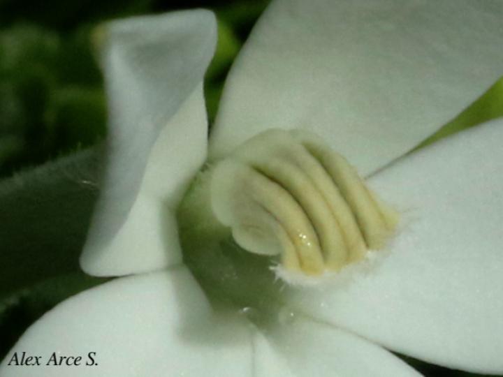 Lobelia longiflora (Estrella, Jazmincillo)