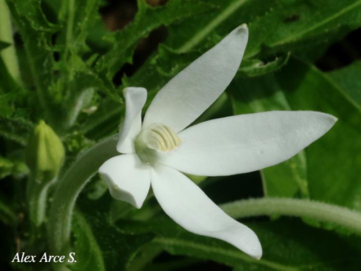 Lobelia longiflora (Estrella, Jazmincillo)