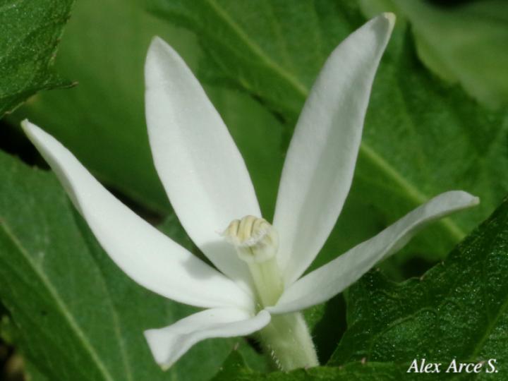 Lobelia longiflora (Estrella, Jazmincillo)