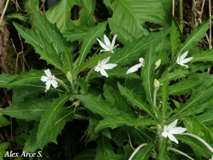 Lobelia longiflora (Estrella, Jazmincillo)