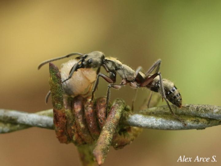 Neoponera villosa