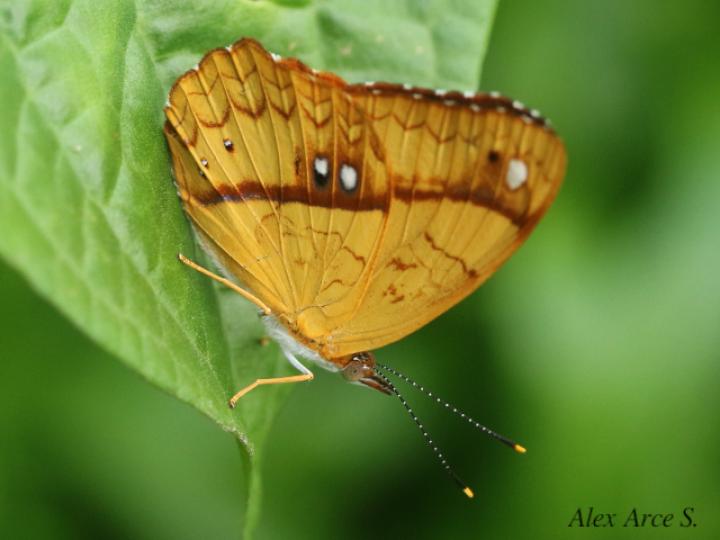 Nica flavilla