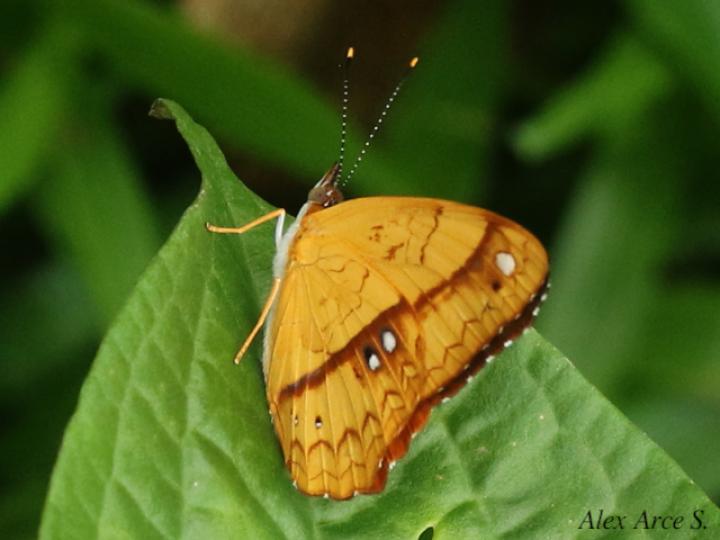 Nica flavilla