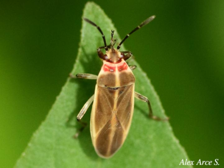 Ochrimnus pallescens