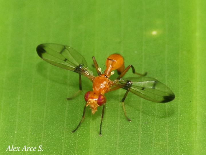 Odontomera sp