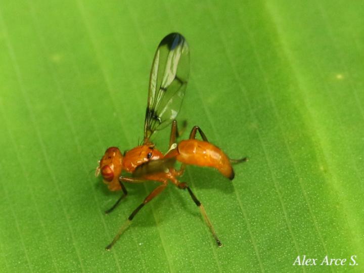 Odontomera sp