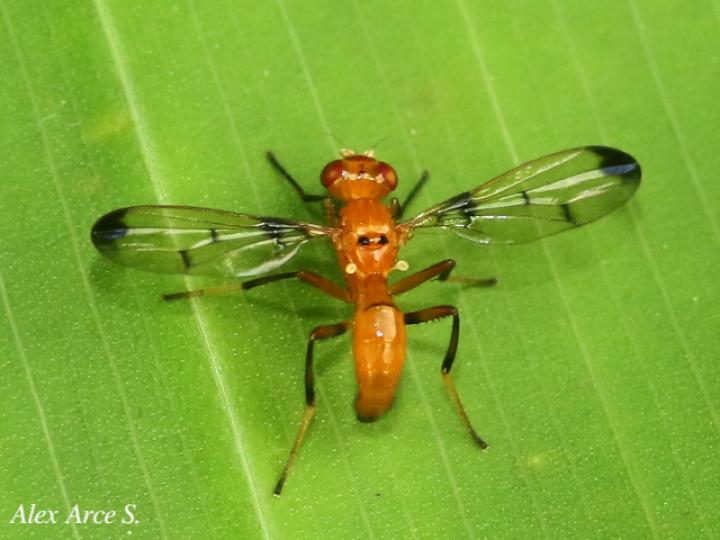 Odontomera sp