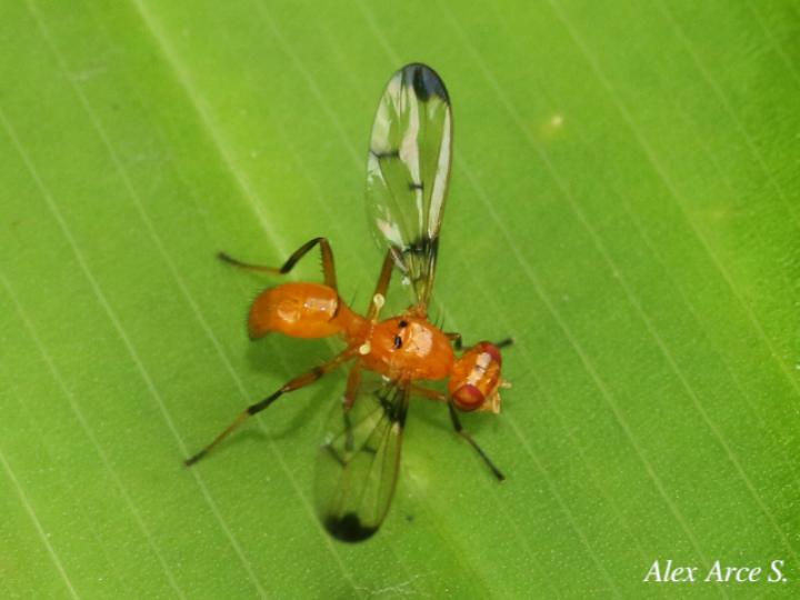 Odontomera sp