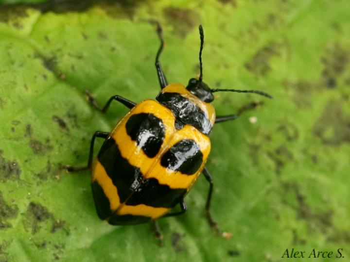 Oligocorynus jansoni