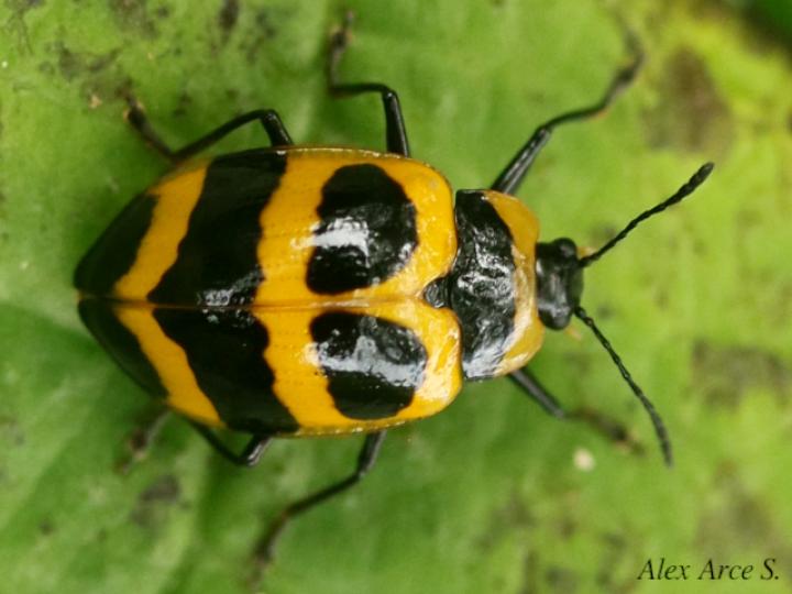 Oligocorynus jansoni