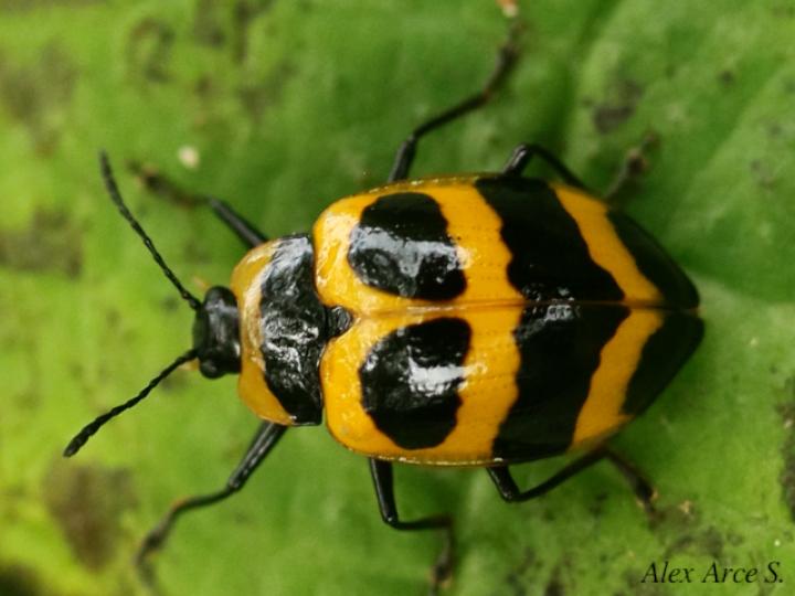 Oligocorynus jansoni