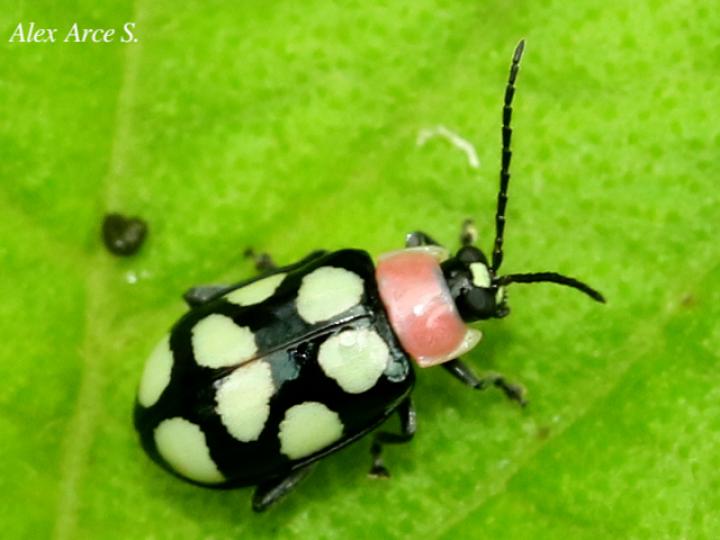 Omophoita aequinoctialis (Escarabajo pulga)