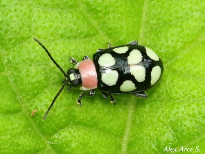 Omophoita aequinoctialis (Escarabajo pulga)