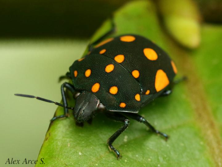 Pachycoris torridus