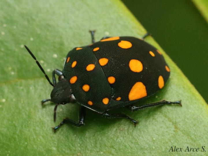 Pachycoris torridus