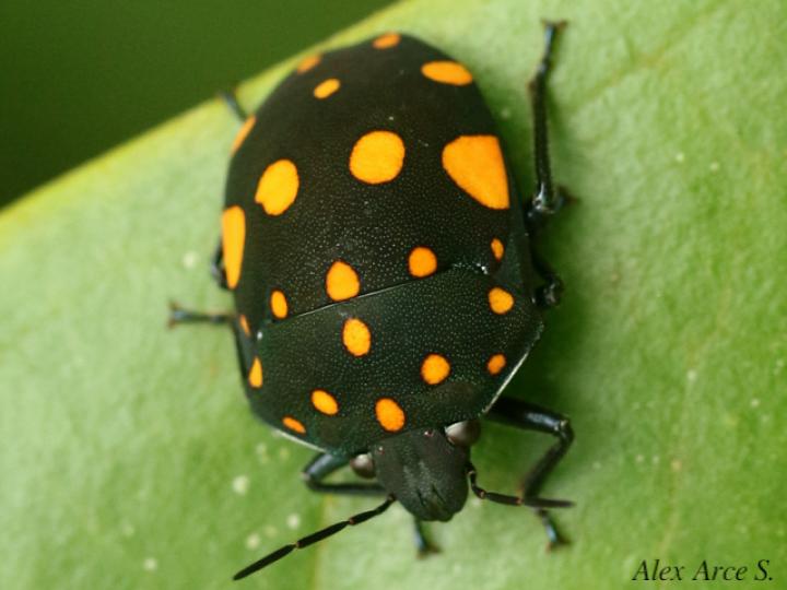 Pachycoris torridus