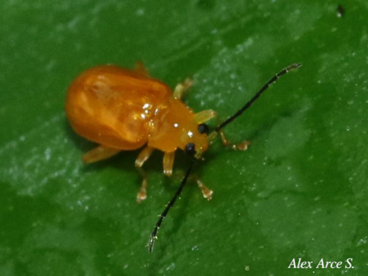 Parchicola tibialis