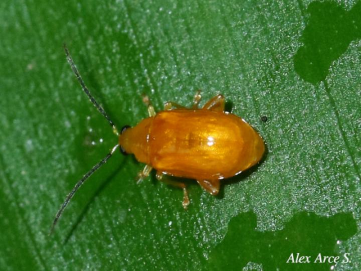 Parchicola tibialis