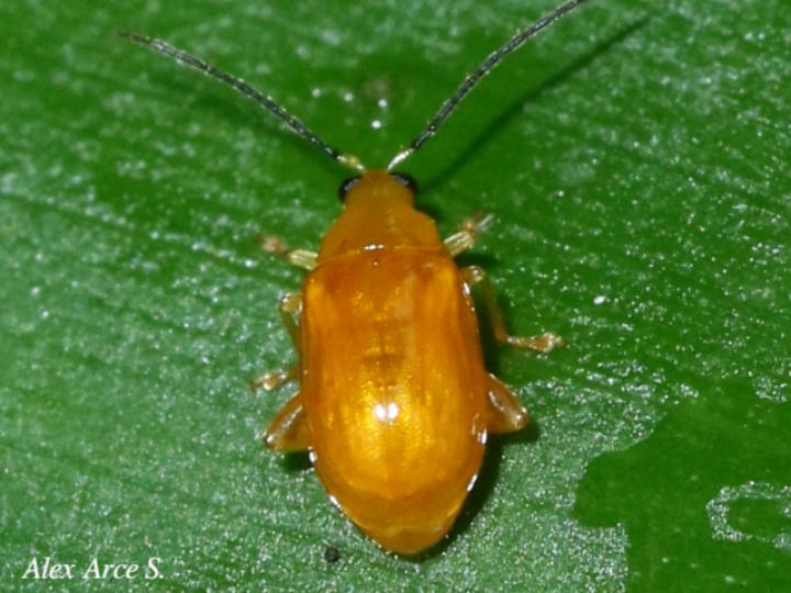 Parchicola tibialis