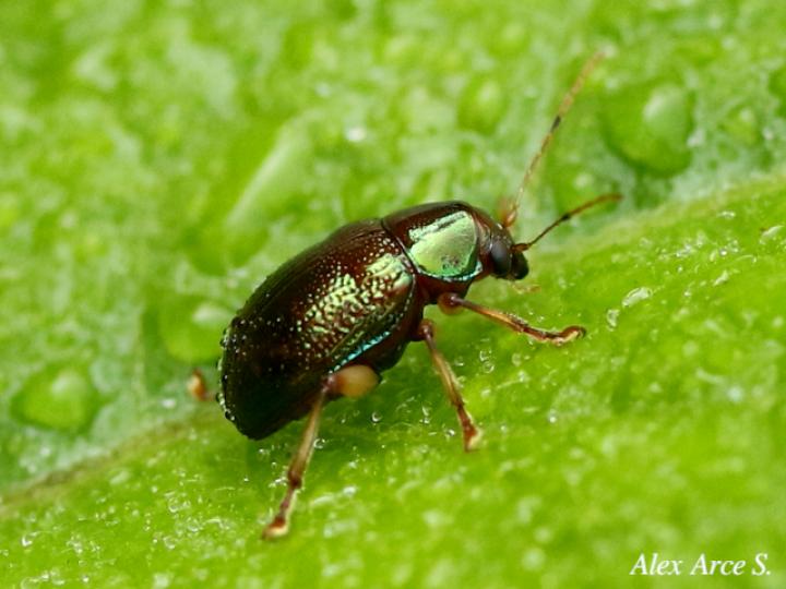 Percolaspis rugosa