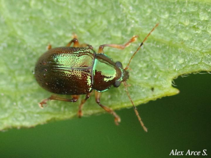 Percolaspis rugosa