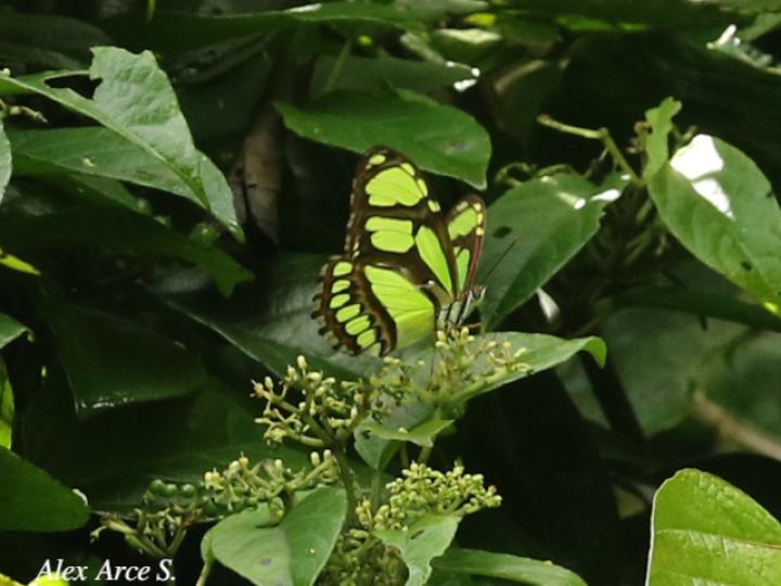 Philaethria diatonica