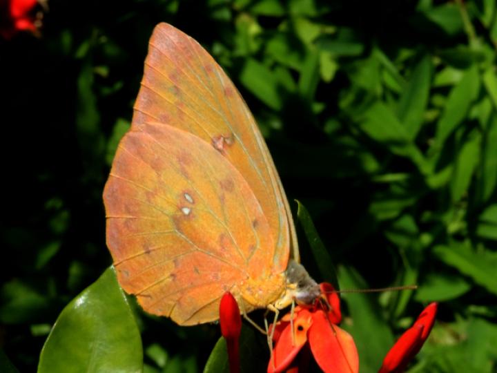 Phoebis philea philea (Mariposa azufre de bandas naranja)
