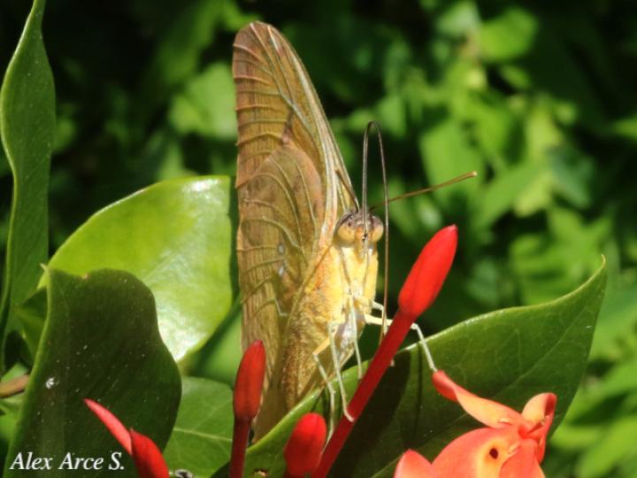 Phoebis philea philea (Mariposa azufre de bandas naranja)