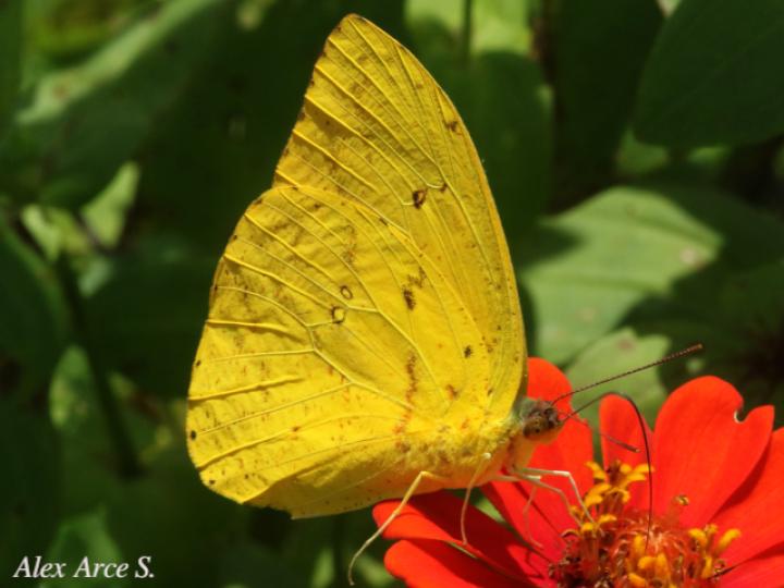 Phoebis philea philea (Mariposa azufre de bandas naranja)