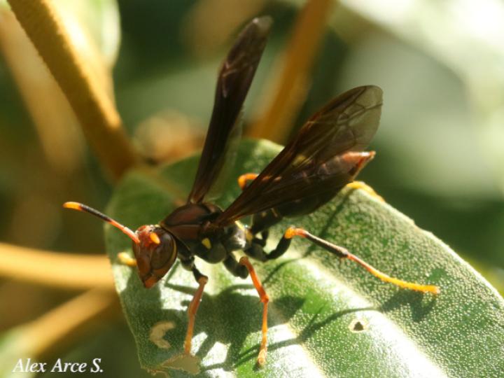 Polistes versicolor