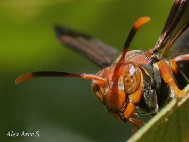 Polistes versicolor