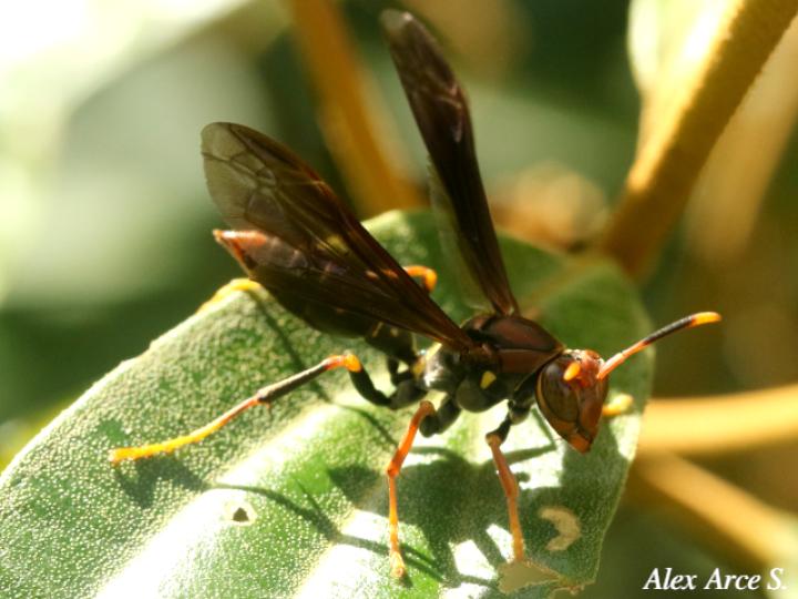 Polistes versicolor