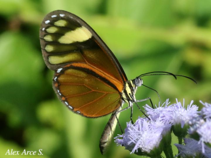 Pteronymia aletta
