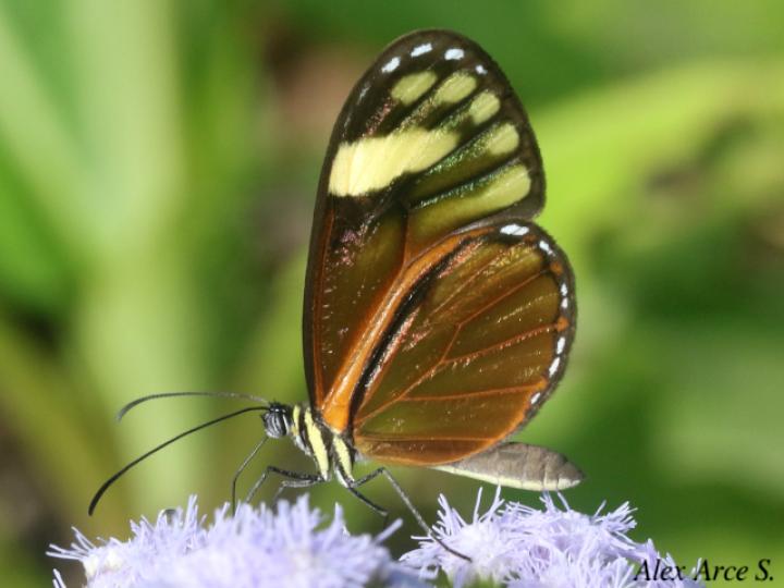 Pteronymia aletta