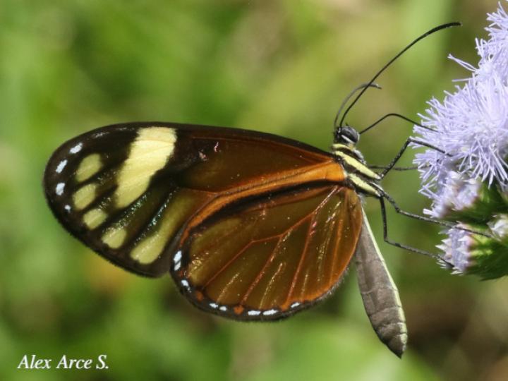 Pteronymia aletta