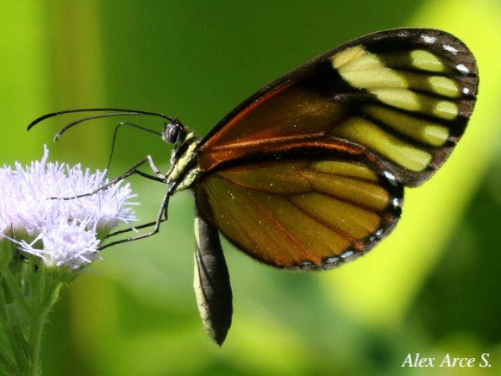 Pteronymia aletta