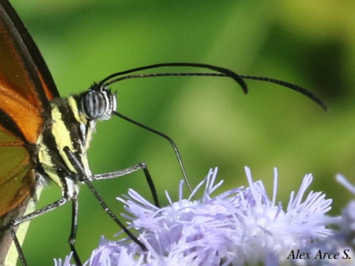 Pteronymia aletta