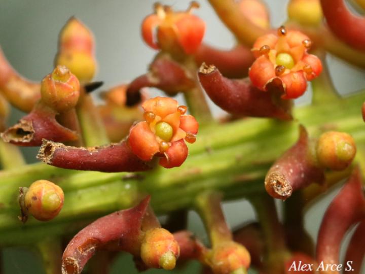 Souroubea loczyi