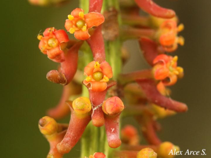 Souroubea loczyi