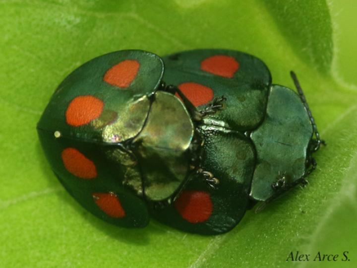 Stolas lebasii (Escarabajo tortuga)