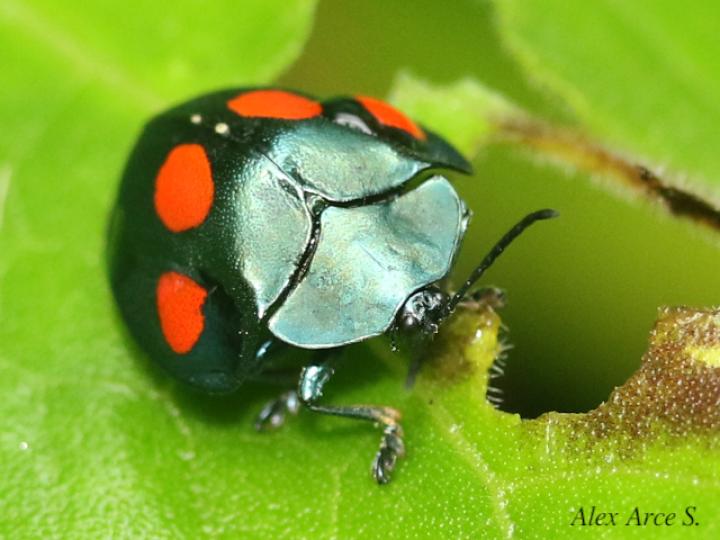 Stolas lebasii (Escarabajo tortuga)