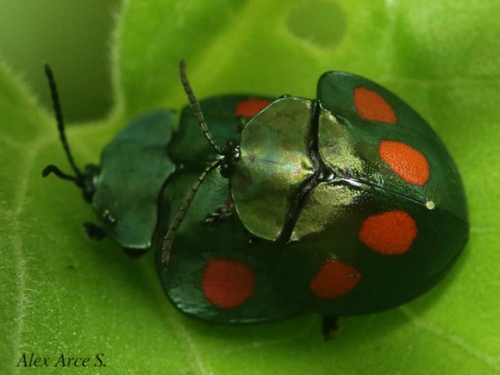 Stolas lebasii (Escarabajo tortuga)