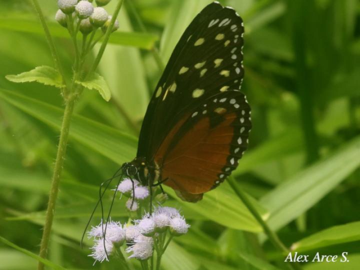 Tithorea tarricina pinthias