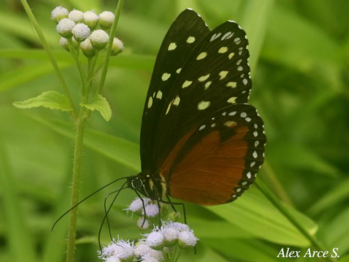 Tithorea tarricina pinthias