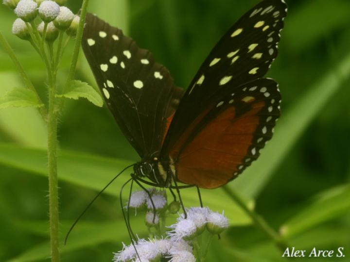 Tithorea tarricina pinthias